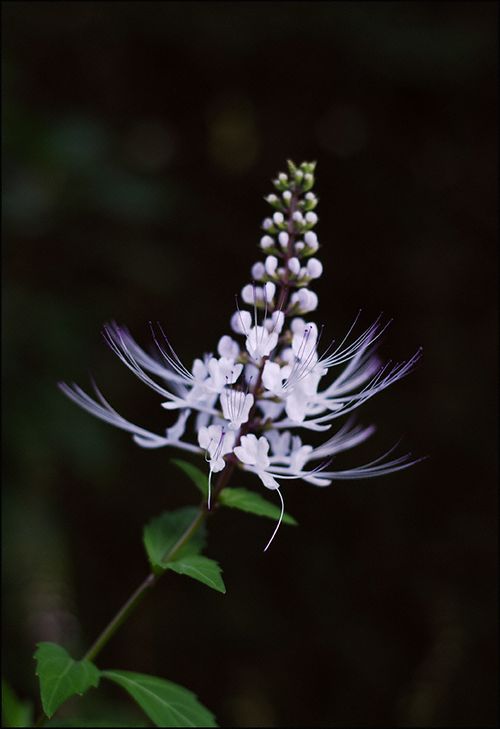 Chershed frnds flower cj blog