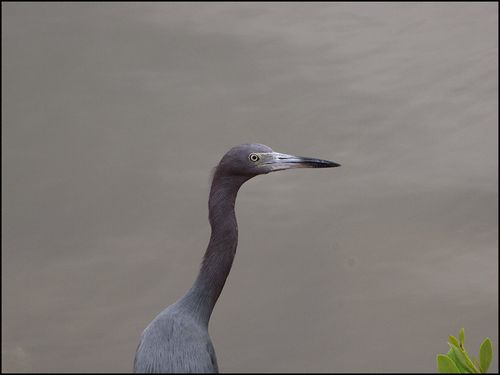 Litl blue blog