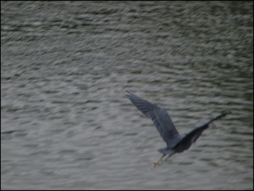 Litl blue flies