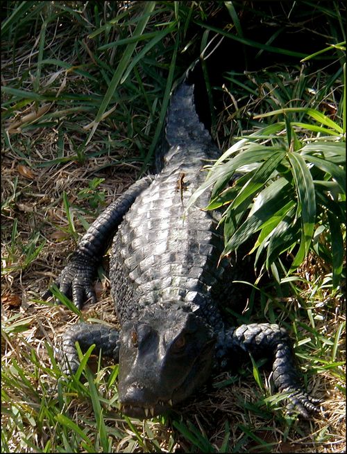 Gatorliz Gatorliz