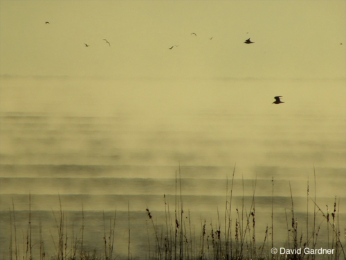 Sea smoke2 blog