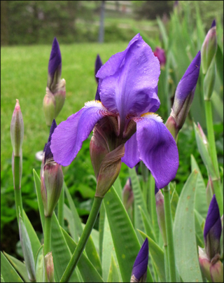 Iris 87 blog