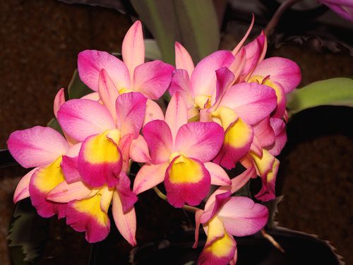Orchid 64 copy