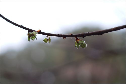 Spring promise blog