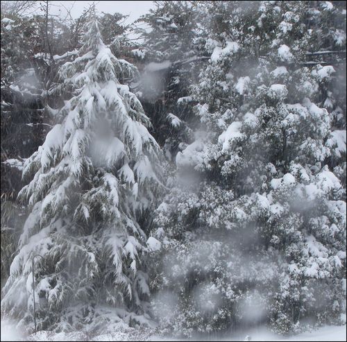Snowdeodra blog