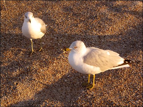 Mistaka gull2 blog Mistaka gull2 blog