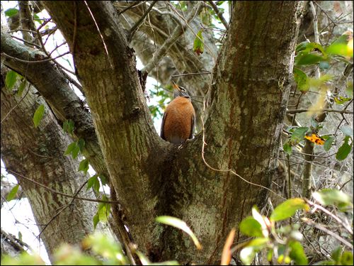 First robins blog