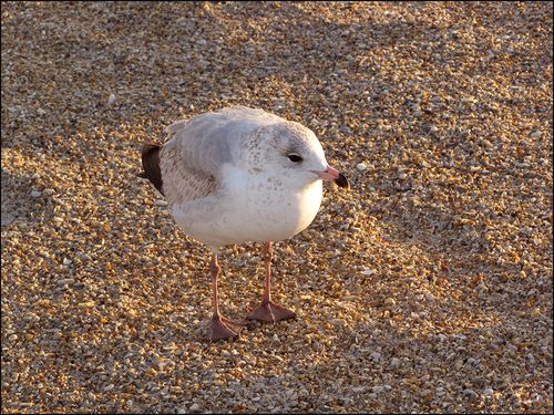 Gull so? blog