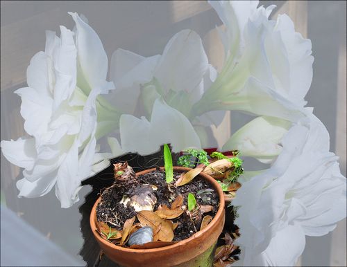 Amarylyssss 14blog