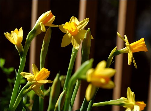 Daffodls blog