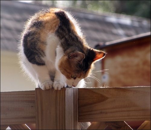 Fence Kitty93 blog