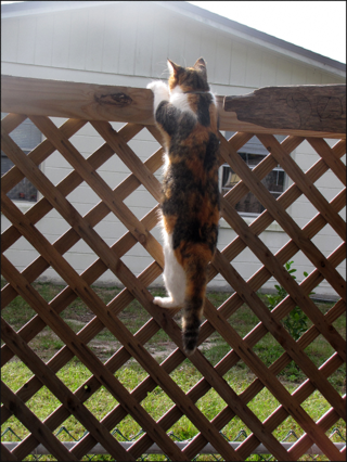 Fencekitty87 blog