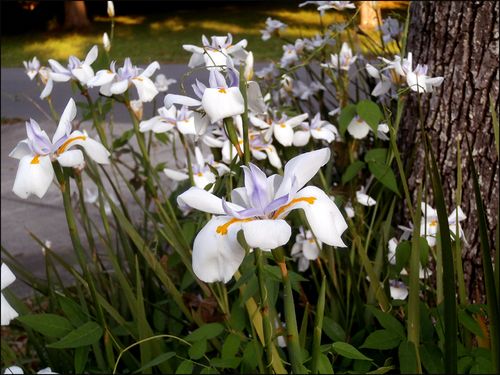 Irises blog