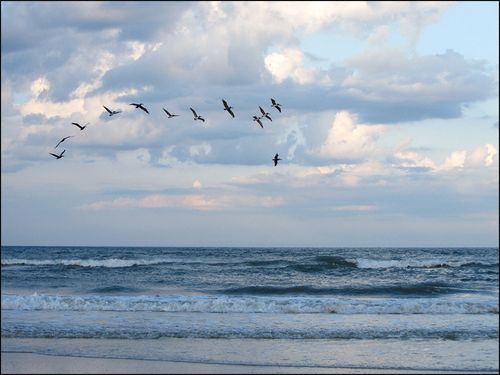 Pelicans overocn blog