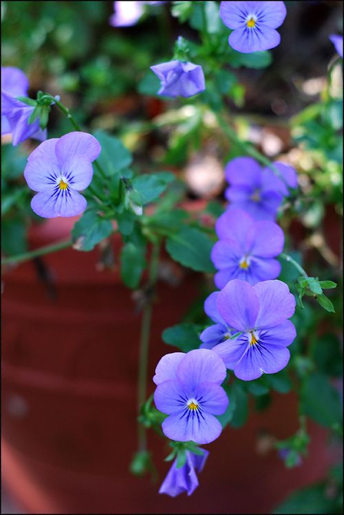 Blupansy blog