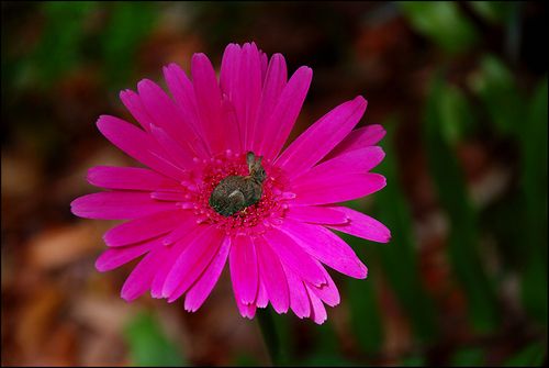 Daisy rabbt blog