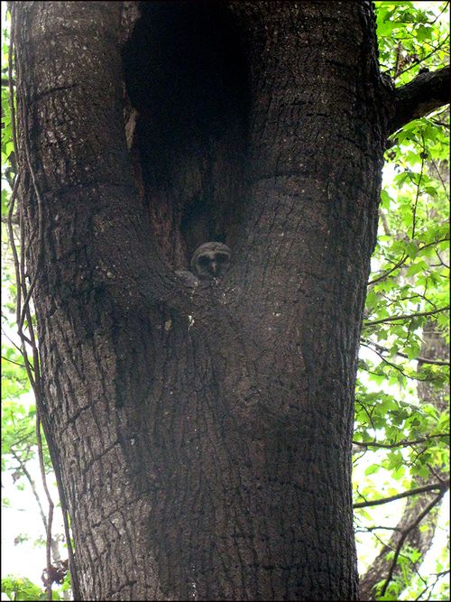 Owls tree blog