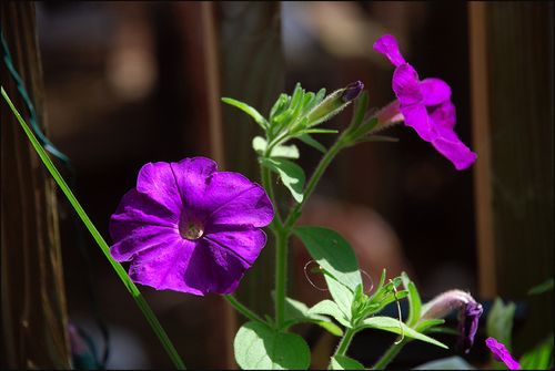 Prettyptunia blog