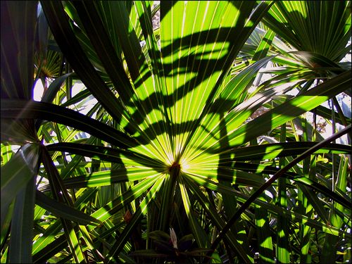 Sawpalm blog