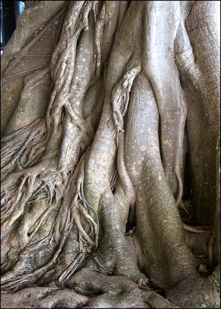 Banyan tree copy