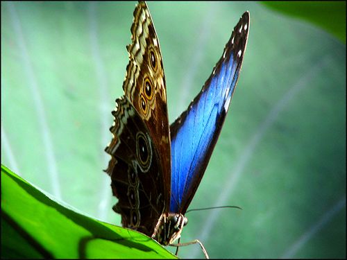 Buttrflypap Buttrflypap