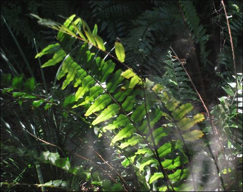 Fern behnd screen blog