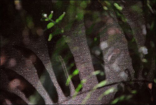 Fern scrnabstrct blog