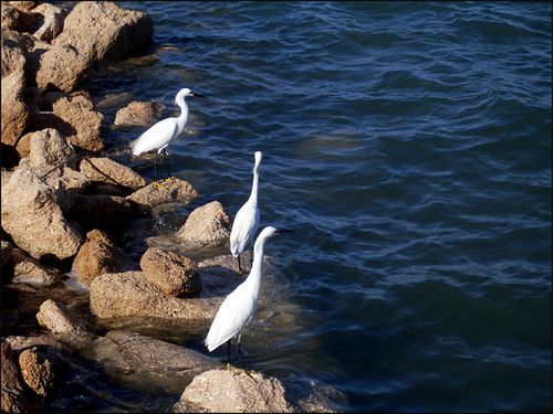 Egrets fortblog