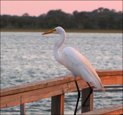 Sunset egret blog