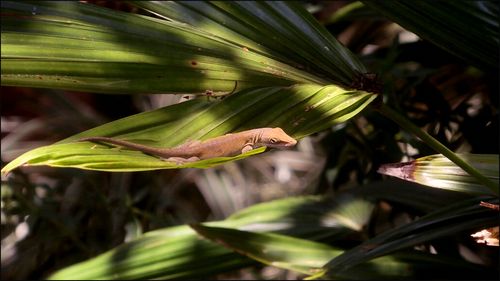Lizard lily1blog