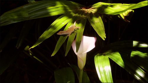 Lizd lily 2blog