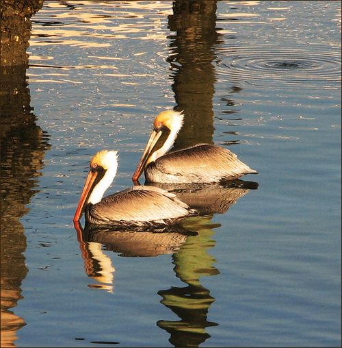 Pair pelicans Pair pelicans