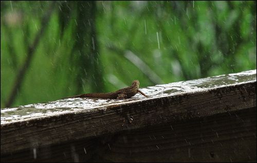 Lizd rain171