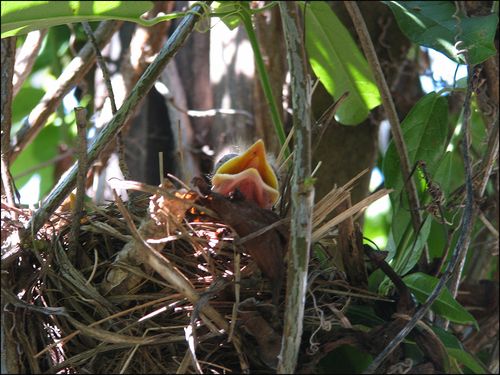 Robin baby blog