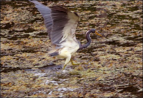 Mudwekalla heron blog
