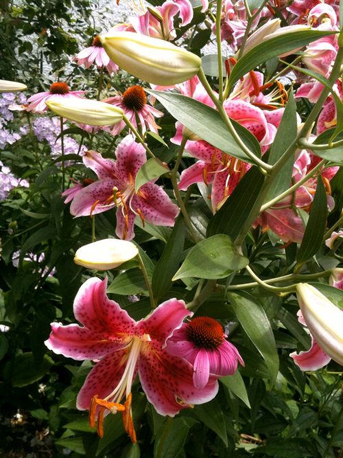 Stargazers blog