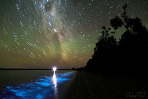 BioluminescenceMW_PhilHart