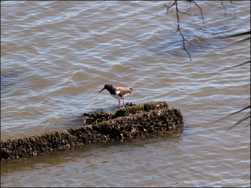 Oystercatcher1640 blog