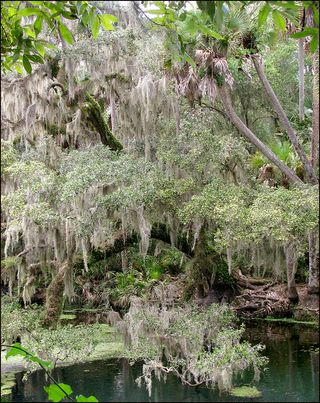 Bluesprings blog Bluesprings blog