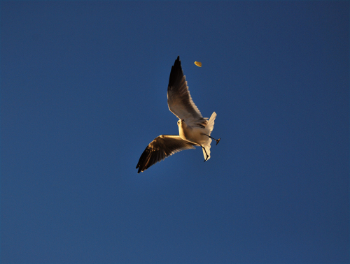 Gull bread10.05