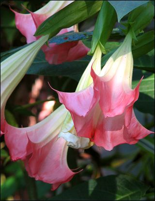 Trumpet-Flower Trumpet-Flower
