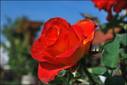 Rose balton0514blog