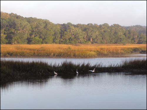 Egrets12.16