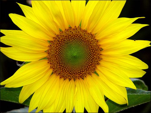 Sunflowerblog Sunflowerblog