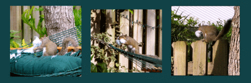 Squirell-3pix-copy-2
