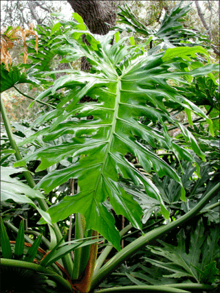 Leaf-unfloded-copy