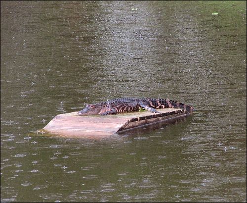 Gator in rain 10.02