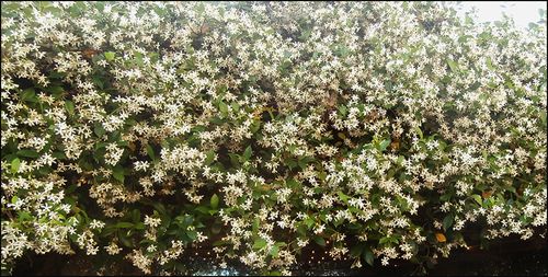 Jasmine