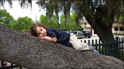 Aden tree 04.15 25520