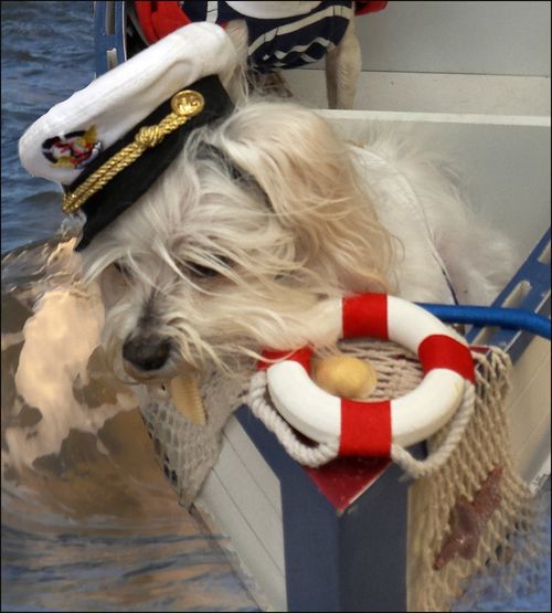 Dogs therapy captblog